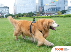 FeiyuTech POCKET 3 (406409)