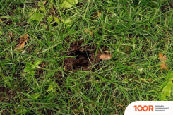 Tornadica TOR-32SOR (ИНДИВИД. УПАКОВКА) (376414)