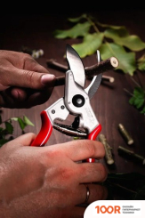 Obrigado 2467 (375976)