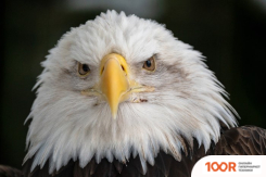 Объектив Tamron 150-500MM F/5-6.7 DI III VC VXD ДЛЯ FUJIFILM X (371967)