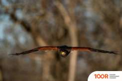 Объектив Tamron 150-500MM F/5-6.7 DI III VC VXD ДЛЯ FUJIFILM X (371967)