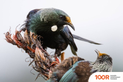 Объектив Nikon NIKKOR Z 800MM F/6.3 VR S (217941)