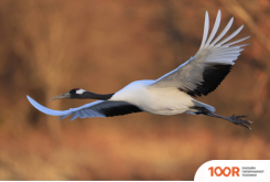 Объектив Canon RF 600MM F4L IS USM (217904)