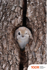 Объектив Canon RF 600MM F4L IS USM (217904)