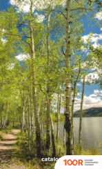 БРТЗ ДЫХАНИЕ ТЕПЛА БЕРЕЗОВЫЙ БЕРЕГ (217768)