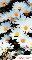 VilTerm S10 GLASS (РОМАШКИ) (35767)